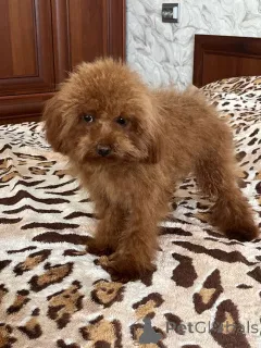 Дополнительные фото: Toy poodle's male