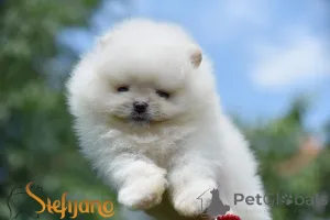 Дополнительные фото: Померанский миниатюрный шпиц
