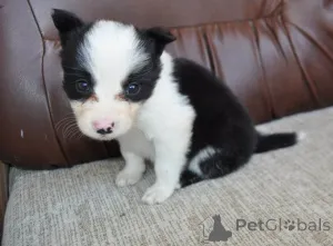 Фото №4. Продажа бордер-колли в Сабак частное объявление - цена договорная