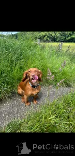 Фото №4. Продажа английского кокер-спаниеля в Коувола  - цена 31454₽