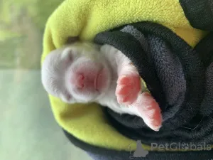 Фото №1. мальтийская болонка - купить в Москова за договорная. Объявление №146079