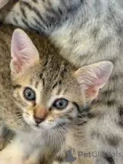 Фото №3. Chatons Mau egyptiens в продаже. Бельгия