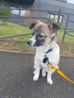 Дополнительные фото: Маленькая ласковая собачка, 5 месяцев