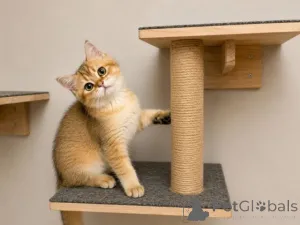Фото №3. Зарегистрированные британские короткошерстные котята. Великобритания