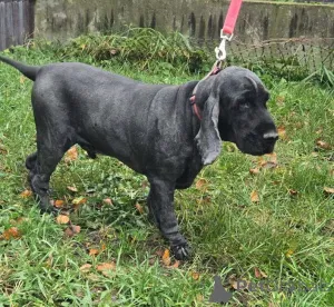 Дополнительные фото: Ищет дом английский кокер-спаниель Даня.