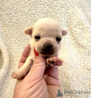 Дополнительные фото: Очень маленькие чихуахуа