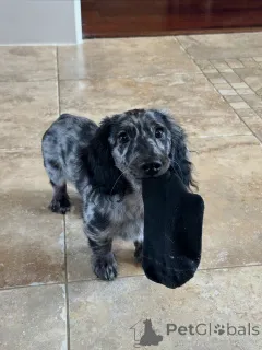 Фото №2 к объявлению №144413 о продаже таксу - купить в Чехии заводчик