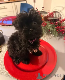 Фото №3. Красивая девочка йоркширского терьера готова уйти.  Хорватия