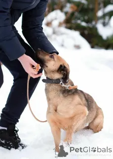 Дополнительные фото: Семейный пёс небольшого размера