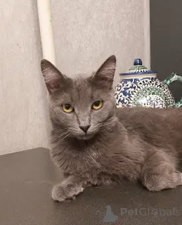 Фото №4. Продам русскую голубую в Москова частное объявление - цена Бесплатно