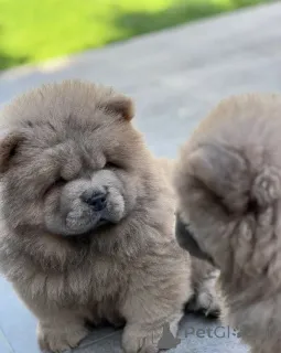 Фото №1. чау-чау - купить в Праге за 31454₽. Объявление №166635