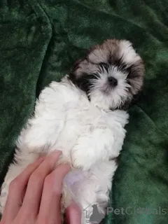 Дополнительные фото: Идеальные чистокровные щенки Ши-Тцу.