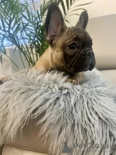 Фото №1. французский бульдог - купить в Нью-Йорке за 144949₽. Объявление №28005