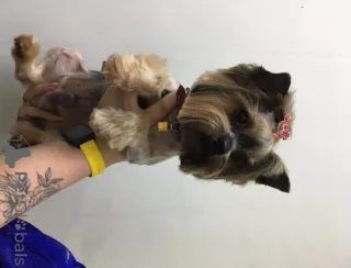 Дополнительные фото: Йоркширский терьер ищет семью