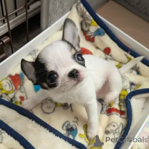 Дополнительные фото: У вас красивые собаки. Я люблю чихуахуа, свяжитесь с WhatsApp Business