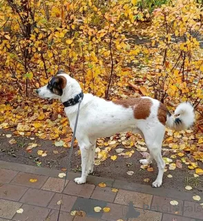 Дополнительные фото: Познакомьтесь с невероятно спокойным и умным Арни!