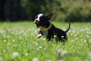 Фото №3. Миниатюрная девочка Американский Булли.  Россия