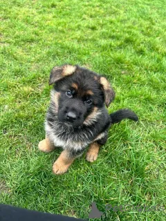 Фото №2 к объявлению №140711 о продаже немецкую овчарку - купить в Германии заводчик