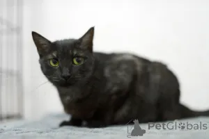 Фото №2 к объявлению №159232 о продаже  - купить в России частное объявление