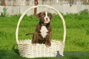 Дополнительные фото: American Bully