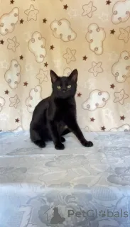 Дополнительные фото: Славный котик Мистик