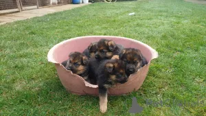 Фото №1. немецкая овчарка - купить в Aalter за договорная. Объявление №164903