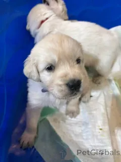 Фото №1. золотистый ретривер - купить в Штат Миссисипи за 49283₽. Объявление №147418