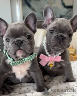 Фото №1. французский бульдог - купить в Аугсбург за договорная. Объявление №158243