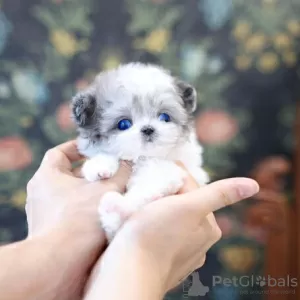 Фото №3. Maltipoo Puppies nu klaar om te gaan.  Германия