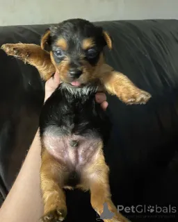 Фото №2 к объявлению №167657 о продаже йоркширского терьера - купить в Германии частное объявление, из приюта