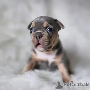 Фото №3. Буледог французский уникальный 2500.  Франция