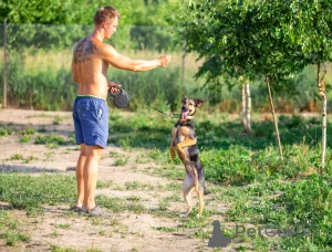 Фото №4. Продажа беспородную в Москве реке частное объявление - цена Бесплатно