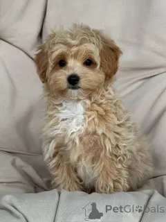 Фото №2 к объявлению №143530 о продаже  - купить в Германии заводчик