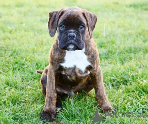 Фото №3. Купите Boxerpuppy.  Нидерланды