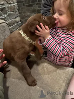 Фото №4. Продажа лабрадор-ретривера в Эйндховен частное объявление, заводчик - цена договорная