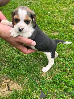 Дополнительные фото: Beagle Puppy