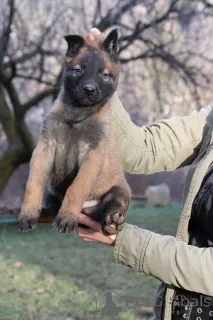Дополнительные фото: Бельгийская овчарка (Малинуа)