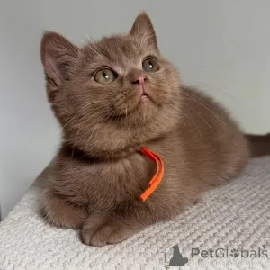Фото №3. Чистокровные британские короткошерстные котята милые, здоровые и хорошо. Германия
