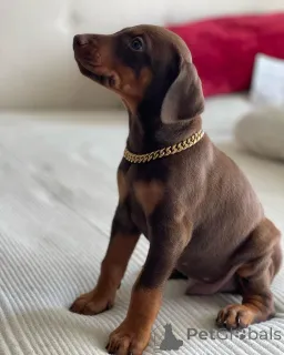 Дополнительные фото: Urocze szczenięta dobermana do adopcji