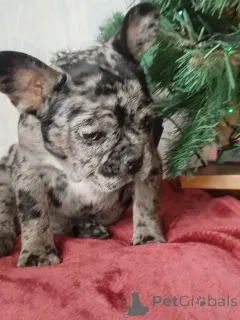 Дополнительные фото: Французский бульдог