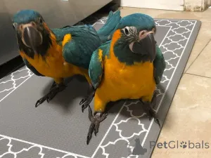 Фото №2 к объявлению №162982 о продаже  - купить в Чехии 