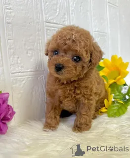 Фото №1. пудель (карликовый) - купить в Цюрих за 74214₽. Объявление №144939