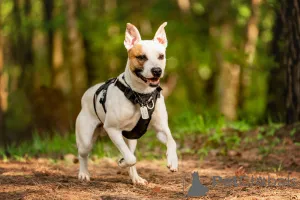 Дополнительные фото: Красивый пёс Дарий в добрые руки.