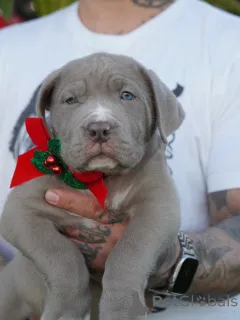 Фото №1. американский мастиф - купить в Плохой Кройзнек за договорная. Объявление №160711