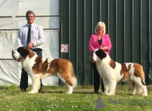 Дополнительные фото: Щенки сенбернара