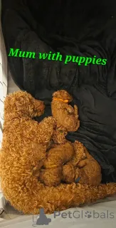 Дополнительные фото: Ног 2 Бещикбаар той-пуделя-щенка, руд.