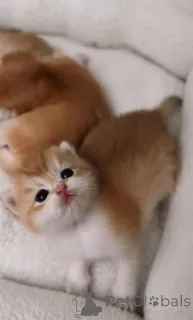 Фото №3. Британские золотые шиншиллы бронирование котят из питомника WCF, родившихся. Чехия