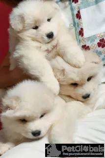 Фото №3. Красивые samoyed pieciopociopociopociosae щенки щенки.  Польша