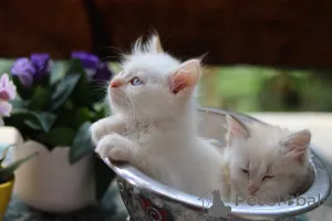 Дополнительные фото: Замечательные котята готовы к передаче новым владельцам по исполнению 2