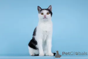 Фото №2 к объявлению №166072 о продаже  - купить в России из приюта